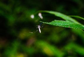 Armigeres Mosquito - Animal India