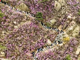 Wild Rhododendrons Tour in Qingdao