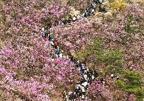 Wild Rhododendrons Tour in Qingdao