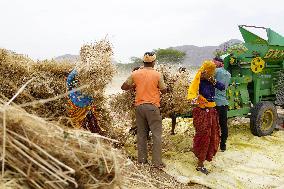 Wheat Harvest - India
