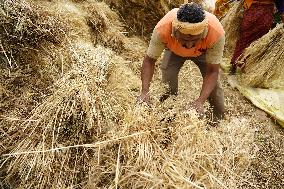 Wheat Harvest - India