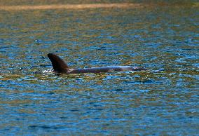Efforts To Free Orphaned Orca - Canada