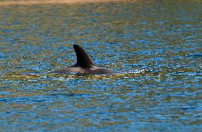 Efforts To Free Orphaned Orca - Canada
