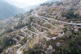 Cherry Blossoms in Full Bloom at The Siming Mountain Cherry Valley in Ningbo