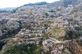 Cherry Blossoms in Full Bloom at The Siming Mountain Cherry Valley in Ningbo