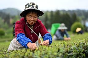CHINA-GUIZHOU-YUQING-SPRING TEA (CN)