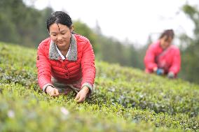 CHINA-GUIZHOU-YUQING-SPRING TEA (CN)