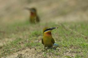 Bee-eater In India