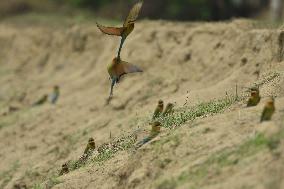 Bee-eater In India