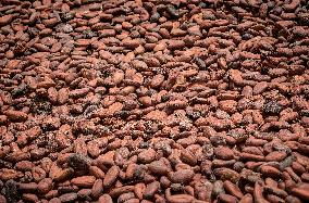 Plantation Of Cocoa - Ivory Coast