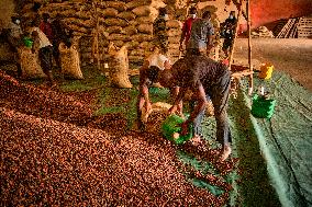 Plantation Of Cocoa - Ivory Coast