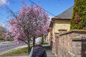 Spring in Bogacs, Hungary