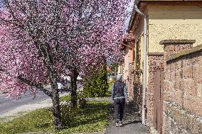 Spring in Bogacs, Hungary
