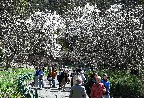 The First Magnolia Trees Start To Blossom In Kyiv