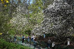 The First Magnolia Trees Start To Blossom In Kyiv
