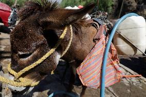 Faced With Water Shortages In Santa Cruz Acalpixca, Xochimilco, Residents Carry Water By Donkeys