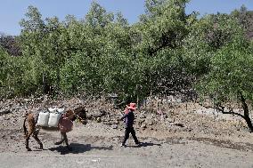 Faced With Water Shortages In Santa Cruz Acalpixca, Xochimilco, Residents Carry Water By Donkeys