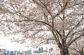 U.S.-NEW YORK-CHERRY BLOSSOMS
