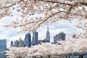 U.S.-NEW YORK-CHERRY BLOSSOMS