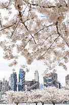 U.S.-NEW YORK-CHERRY BLOSSOMS