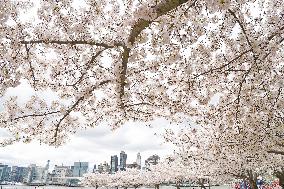 U.S.-NEW YORK-CHERRY BLOSSOMS