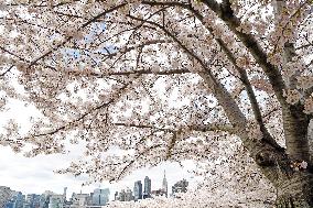 U.S.-NEW YORK-CHERRY BLOSSOMS
