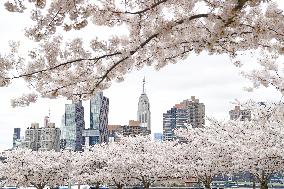 U.S.-NEW YORK-CHERRY BLOSSOMS