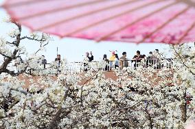 Tourists Enjoy Blooming Pear Flowers in Binzhou