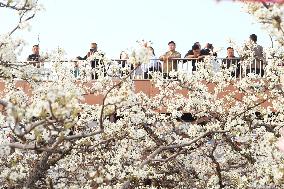 Tourists Enjoy Blooming Pear Flowers in Binzhou