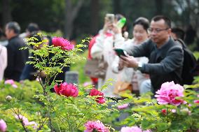 Tourists Enjoy Blooming Peonies in Luoyang