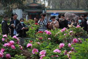 Tourists Enjoy Blooming Peonies in Luoyang