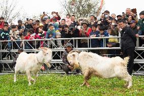 Two Goats Compete in Haian