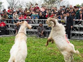 Two Goats Compete in Haian