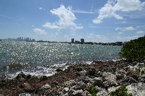 View Of Miami Beach From A Public Park