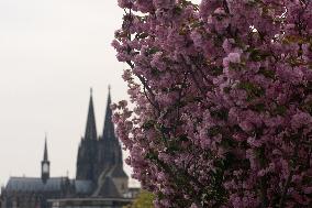 Heat Reaches In Spring Time In Cologne