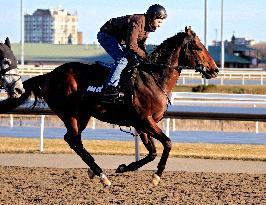 Morning Thoroughbred Workout At Woodbine Racetrack