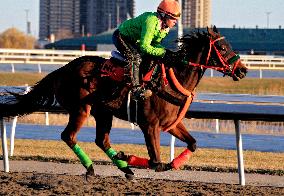 Morning Thoroughbred Workout At Woodbine Racetrack