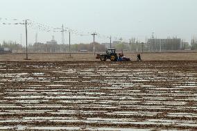 Sowing Cotton in Xinjiang