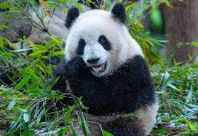 Chongqing Zoo Panda