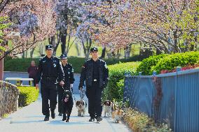CHINA-SHANDONG-WEIFANG-POLICE DOG-CORGI (CN)