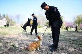 CHINA-SHANDONG-WEIFANG-POLICE DOG-CORGI (CN)