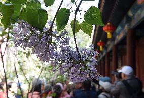 CHINA-BEIJING-TEMPLE-LILAC-BLOSSOMS (CN)