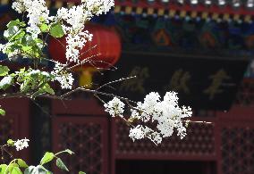 CHINA-BEIJING-TEMPLE-LILAC-BLOSSOMS (CN)