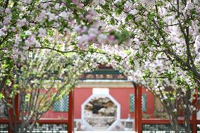 CHINA-BEIJING-PALACE MUSEUM-BLOSSOMS (CN)