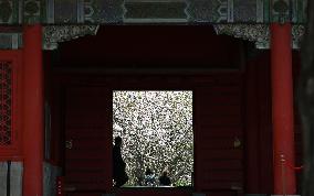 CHINA-BEIJING-PALACE MUSEUM-BLOSSOMS (CN)