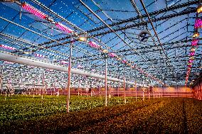 Greenhouses - Netherlands