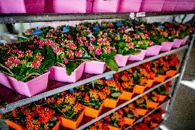 Greenhouses - Netherlands