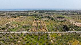 Olive Tree Devastation in Puglia Due To Xylella Fastidiosa Bacterium