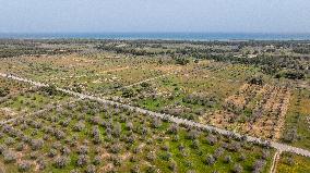 Olive Tree Devastation in Puglia Due To Xylella Fastidiosa Bacterium