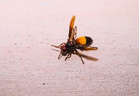 Lesser Banded Hornet  - Animal India